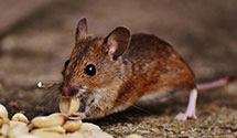 24 Hour & Emergency Exterminators in Camak, GA
